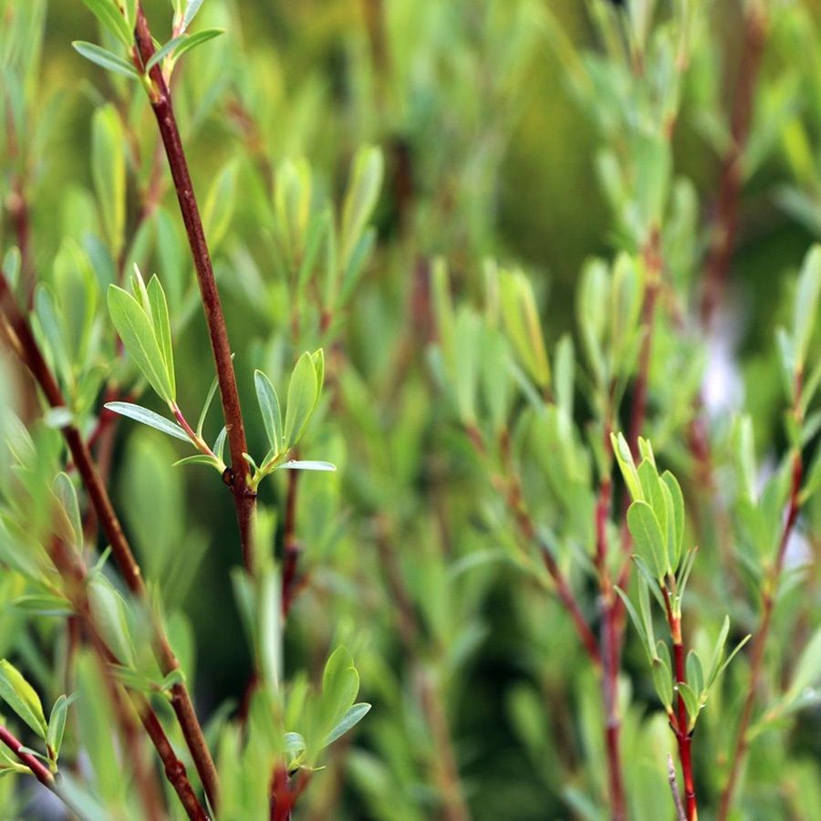 Ива пурпурная Нана P9