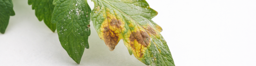 Ошибки при подкормках: как не сжечь растения и не потратить деньги зря