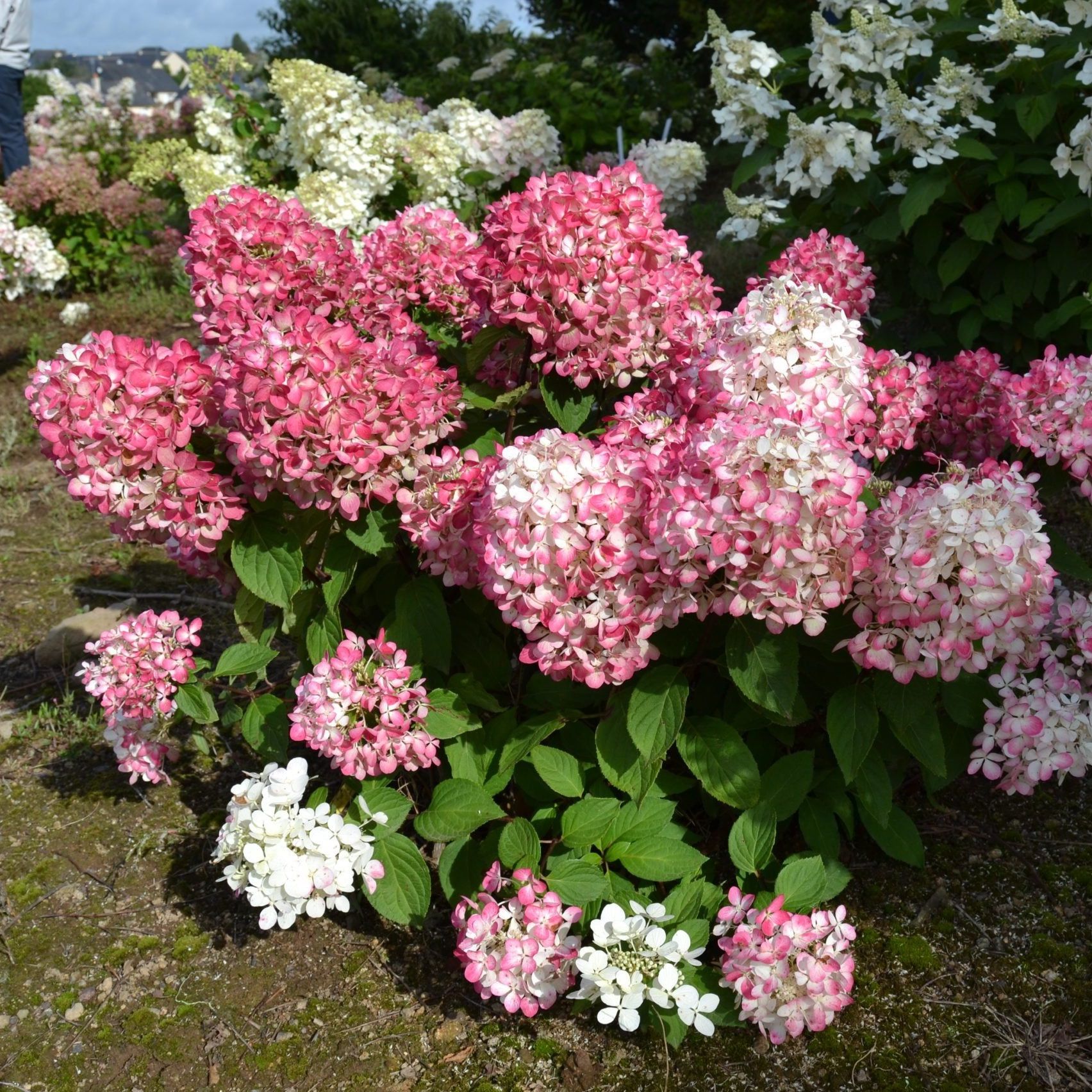 Гортензия метельчатая Пинк Промизе C2/C3