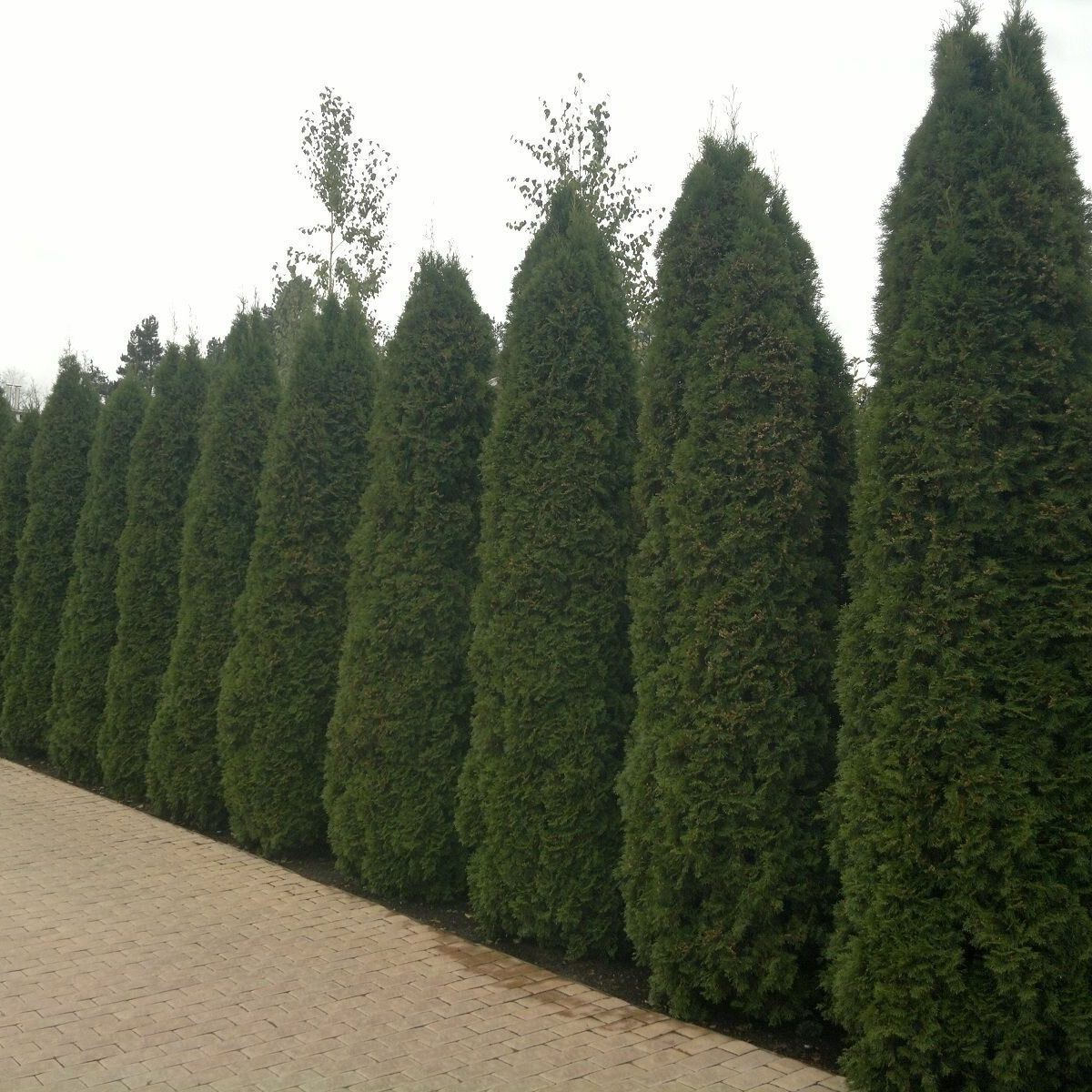 Туя западная Колумна (thuja occidentalis columna) h40-50 см