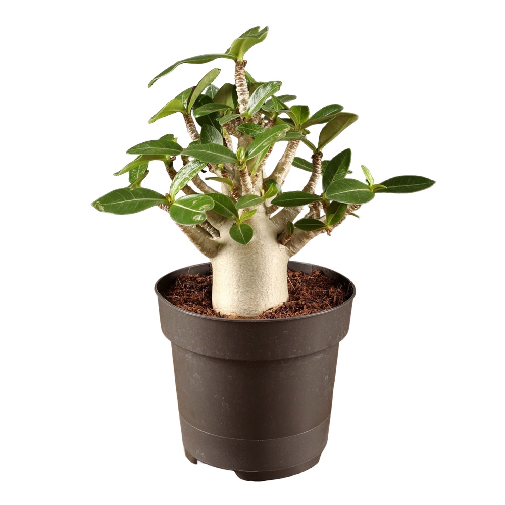 Адениум Ансу Баобаб d8 см