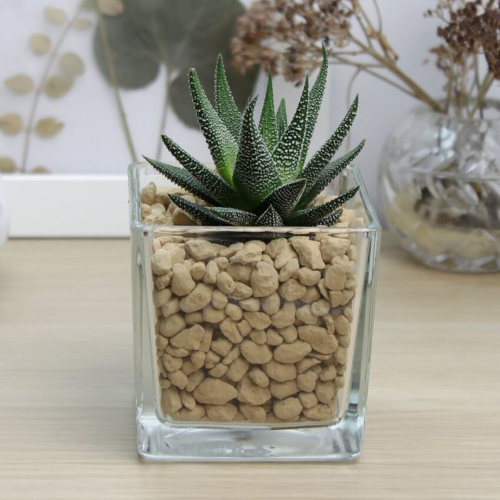 Хавортия микс в стекле d6 см