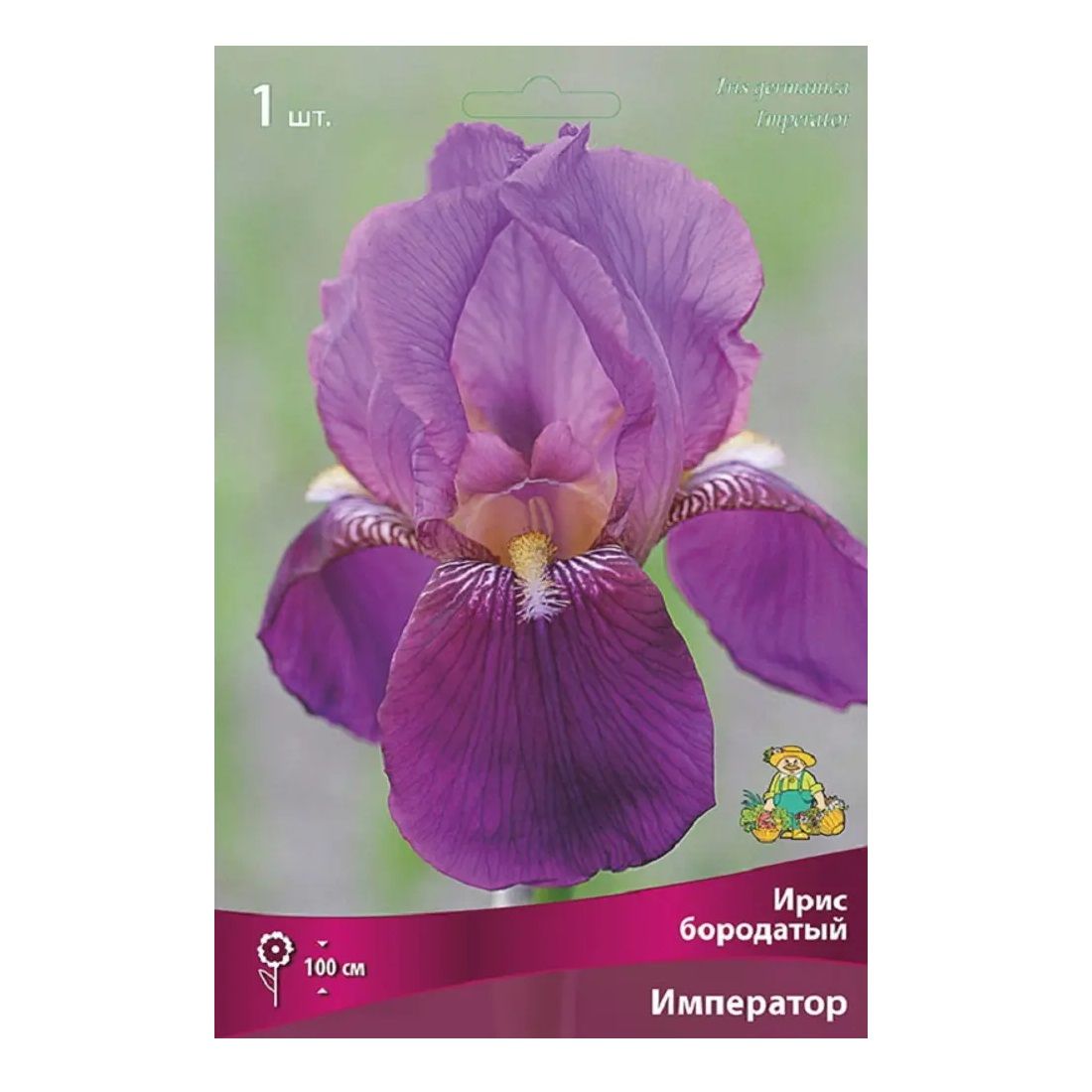 Ирис бородатый Император/К