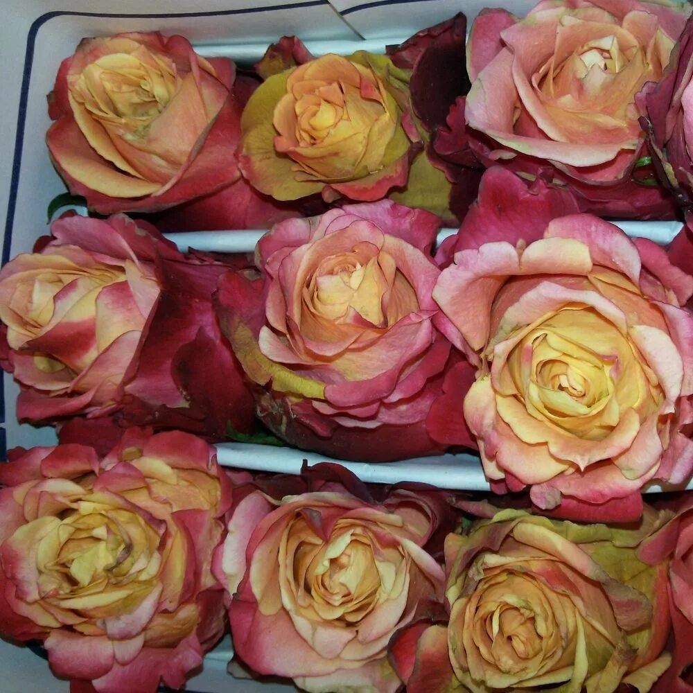 Роза чайно-гибридная Санмастер Дарк С7/С10