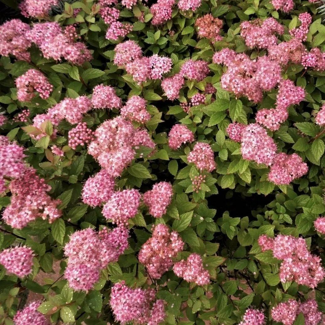 Спирея японская Литл Принцесс С2