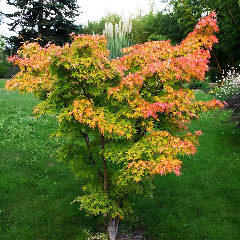 Клен веерный Оранж Дрим ц/к