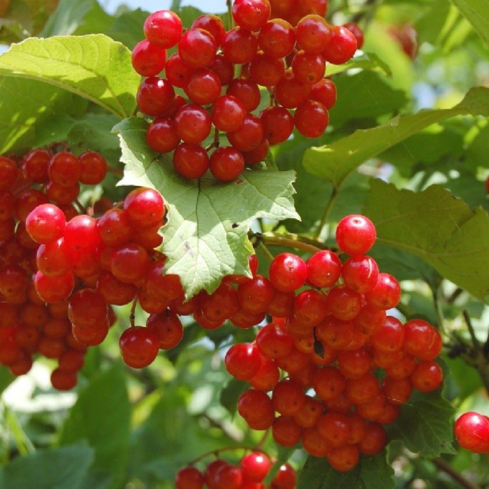 Калина плодовая С2