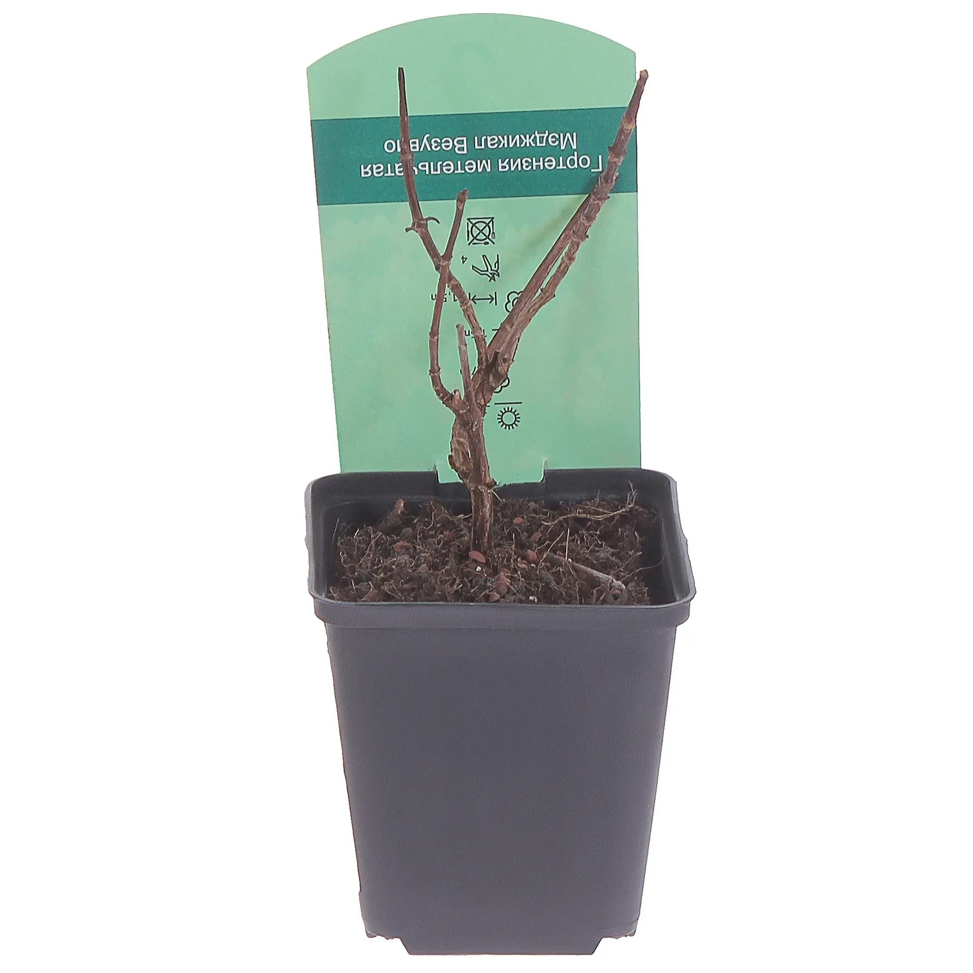 Гортензия метельчатая Мэджикал Везувий Р9