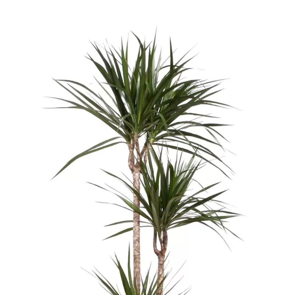 Драцена Маргината 3 ст d21 см h120 см