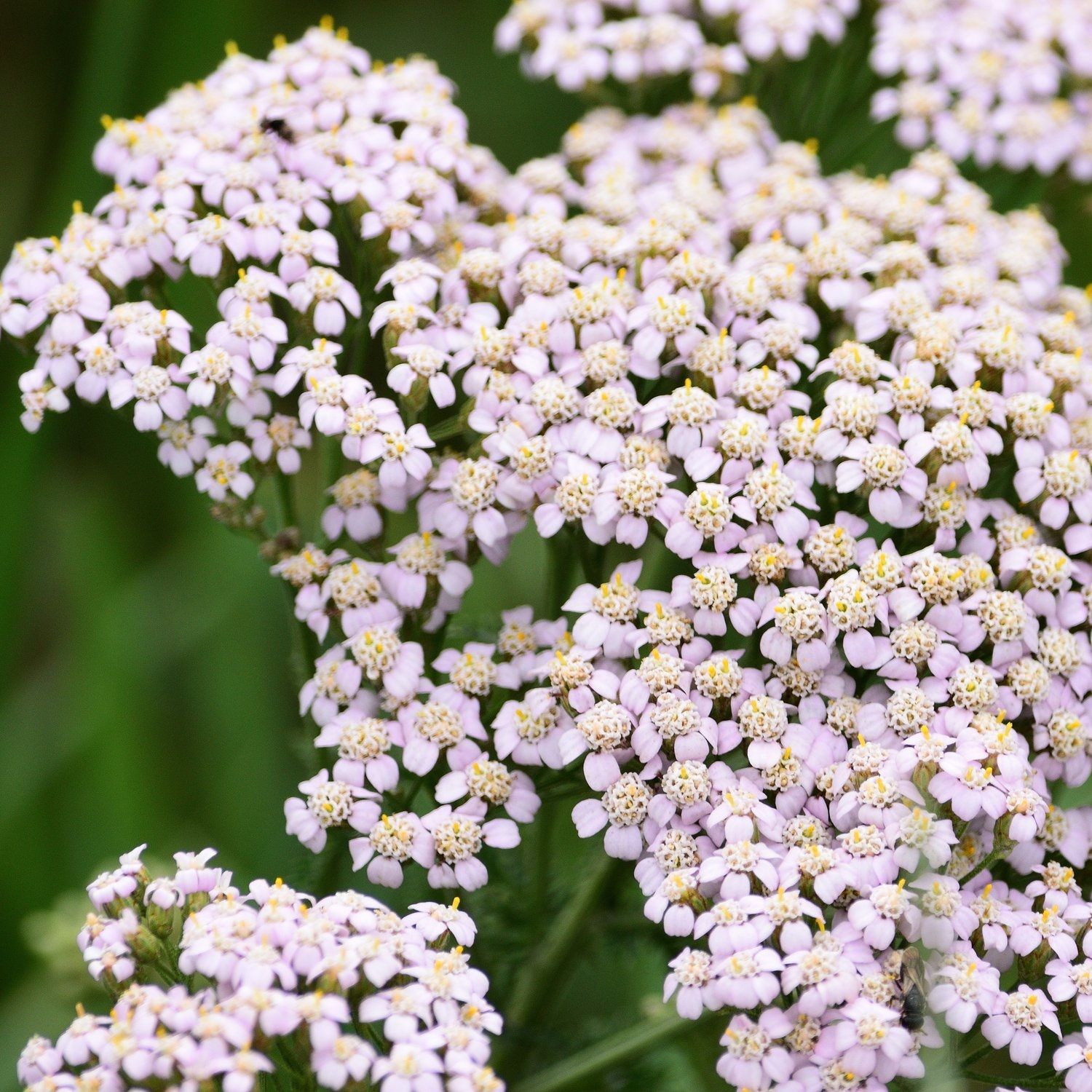 Ахиллея тысячелистник 0,5-1 л