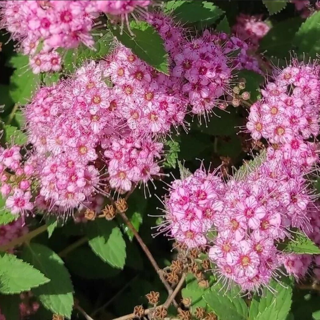 Спирея японская Литл Принцесс С2