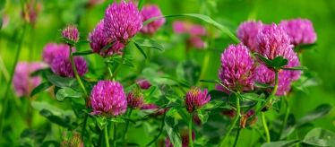 Семена сидератов