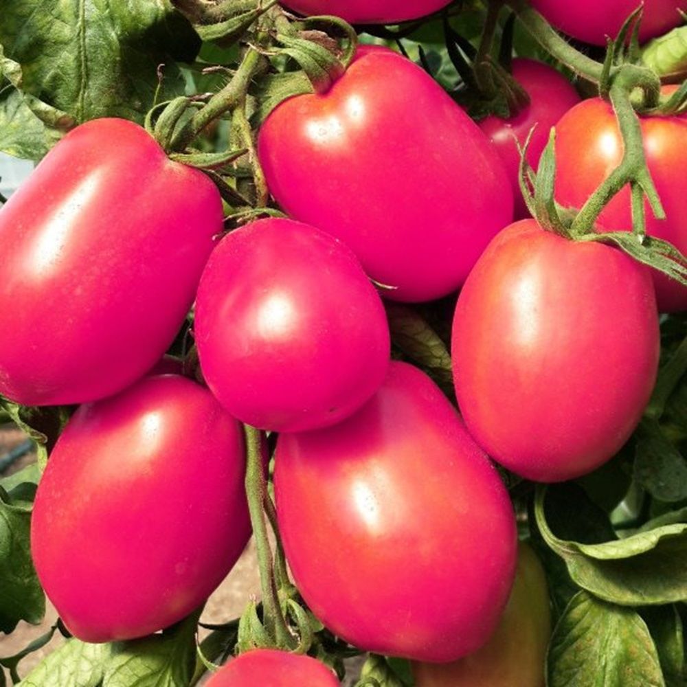 Томат Де Барао розовый (ЧБ) 0,1гр.