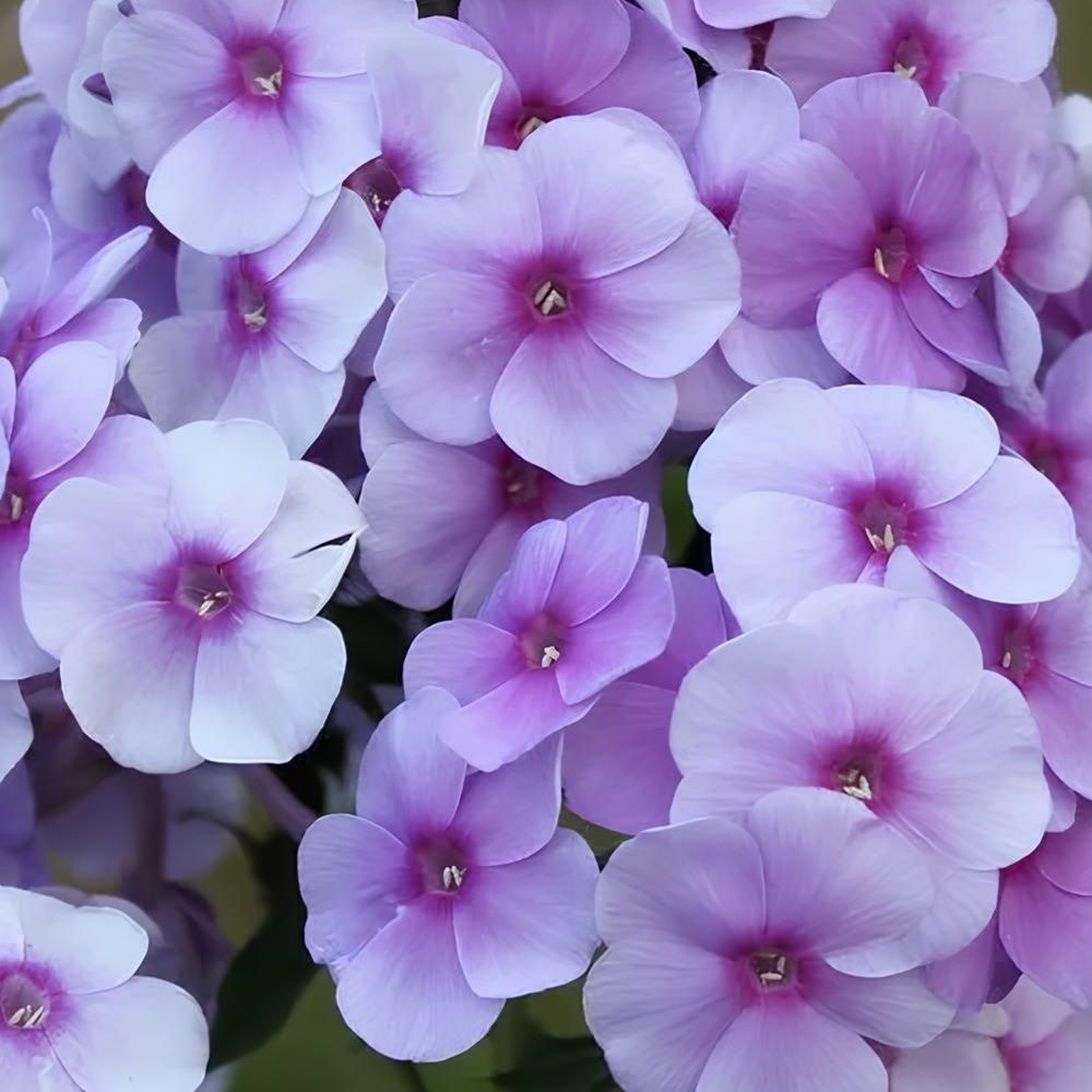 Рассада Флокс Виринея P9