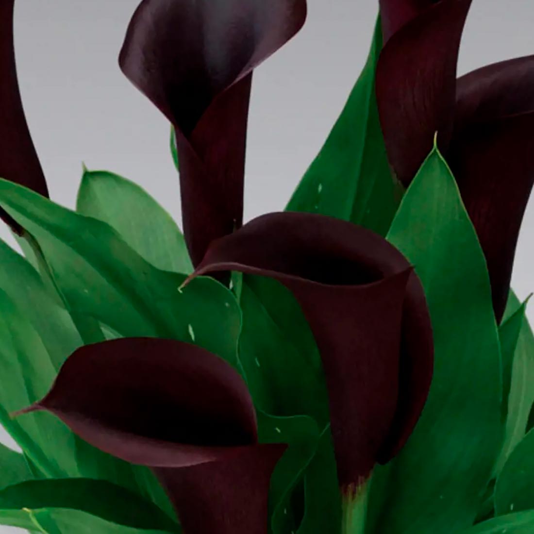 Калла Одесса коробка