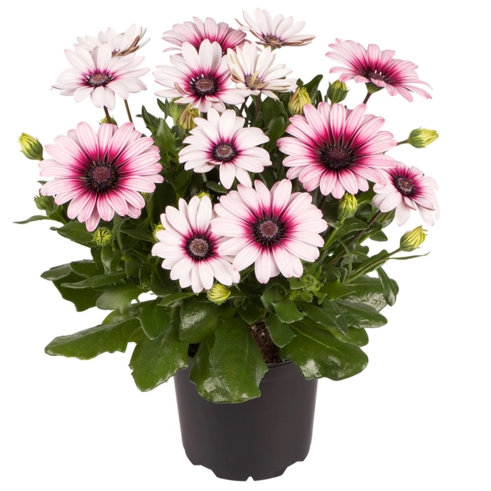 Рассада Остеоспермум микс d10 см