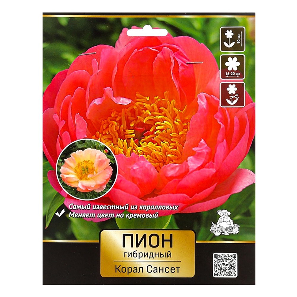 Пион гибридный Корал Сансет 2-3/К