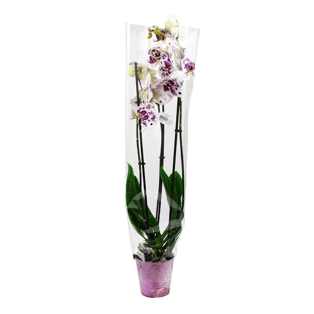 Орхидея Фаленопсис микс 3 ст d12 см