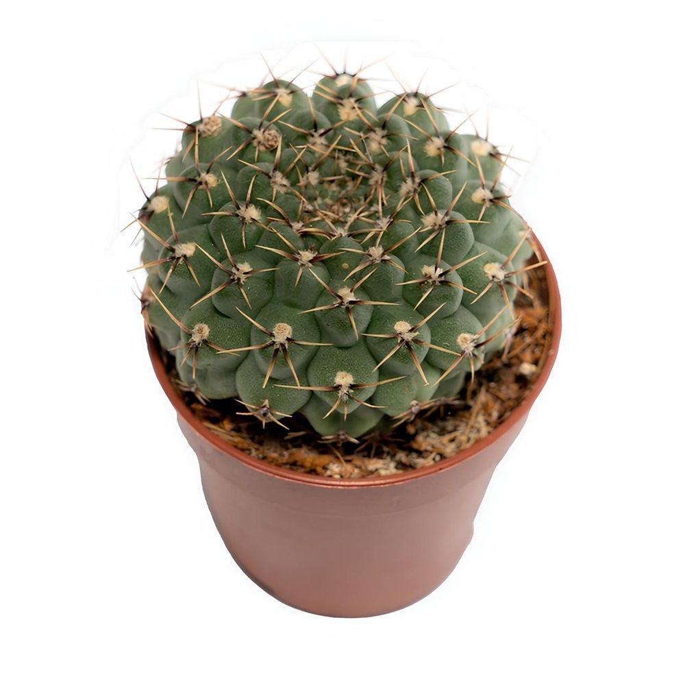 Кактус микс d5,5 см