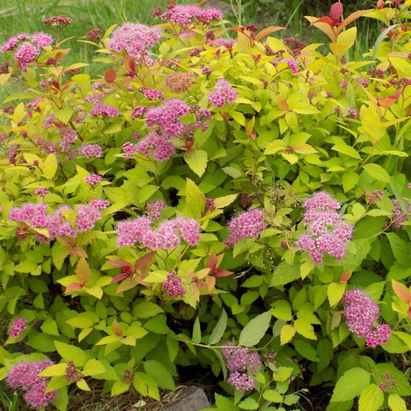 Спирея японская Литтл Принцесс Р9