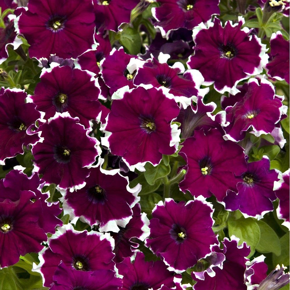 Петуния грандифлора Дримс Бургунди Пикоти (ЦВ) ("1) 15 шт