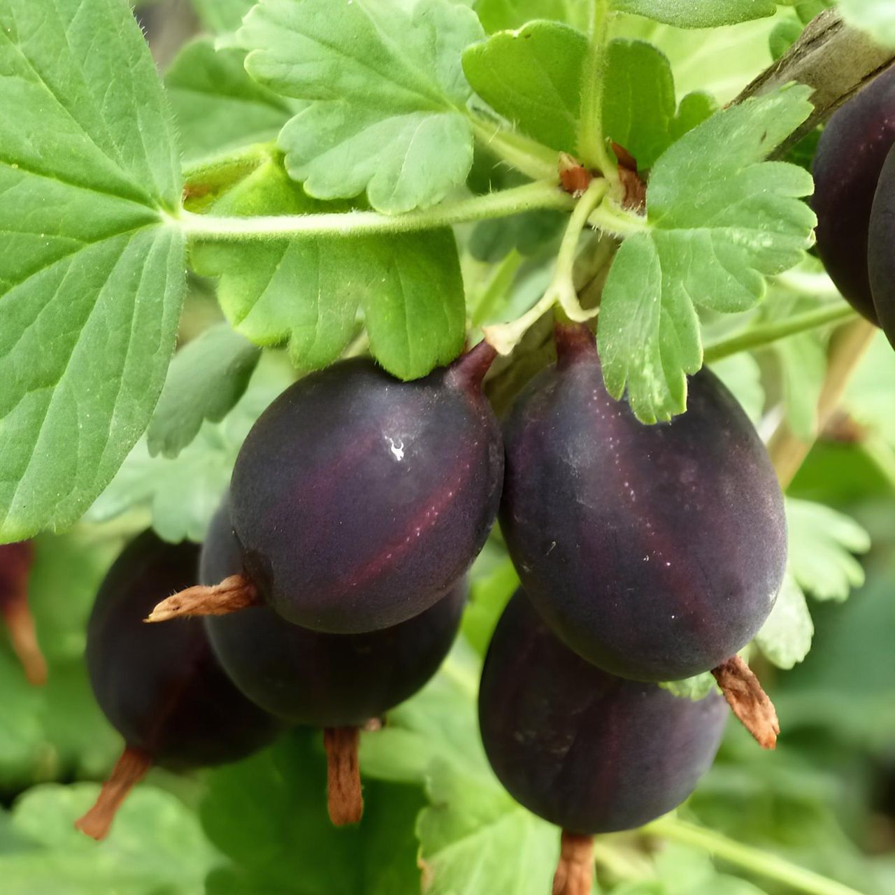 Крыжовник Черномор ЗКС