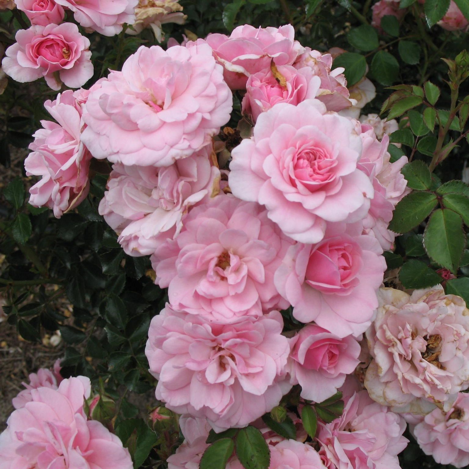 Роза флорибунда Роял Боника С7/С10