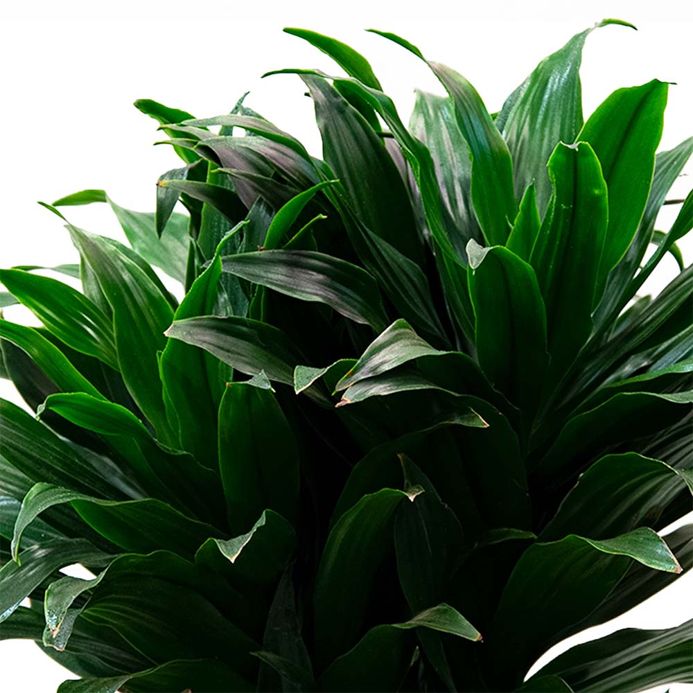 Драцена Фрагранс Компакта разветвленная d23 см h80 см