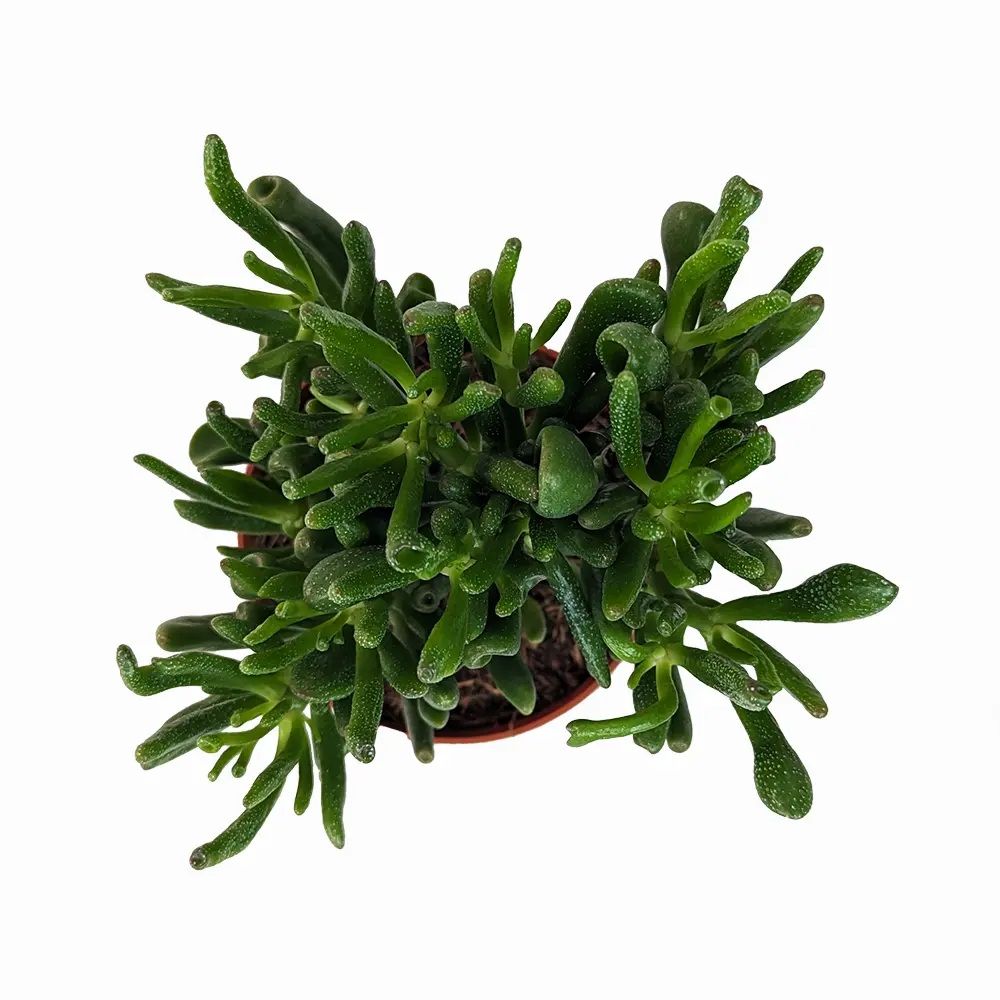 Крассула овата Хоббит d12 см