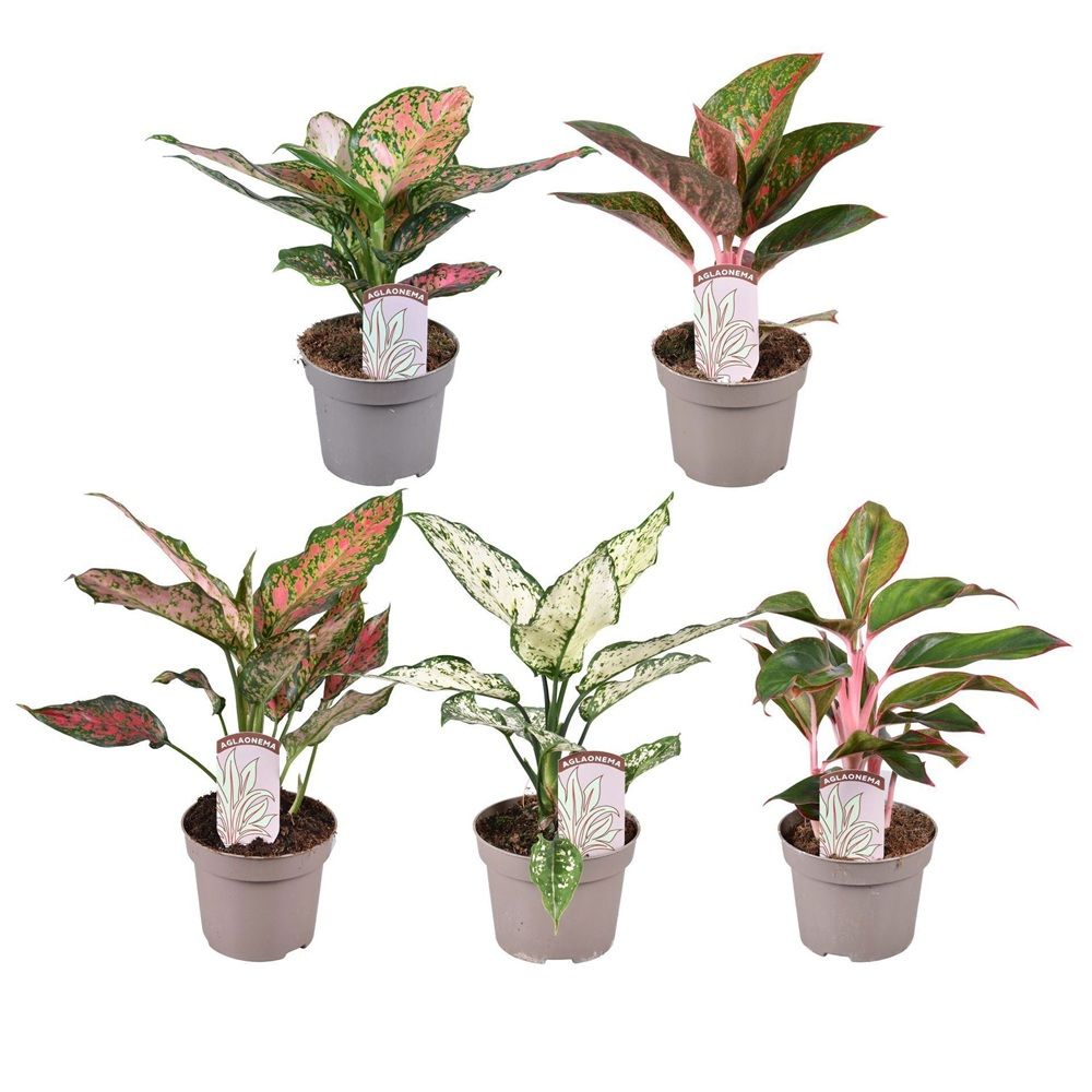 Аглаонема Стар микс d12 см