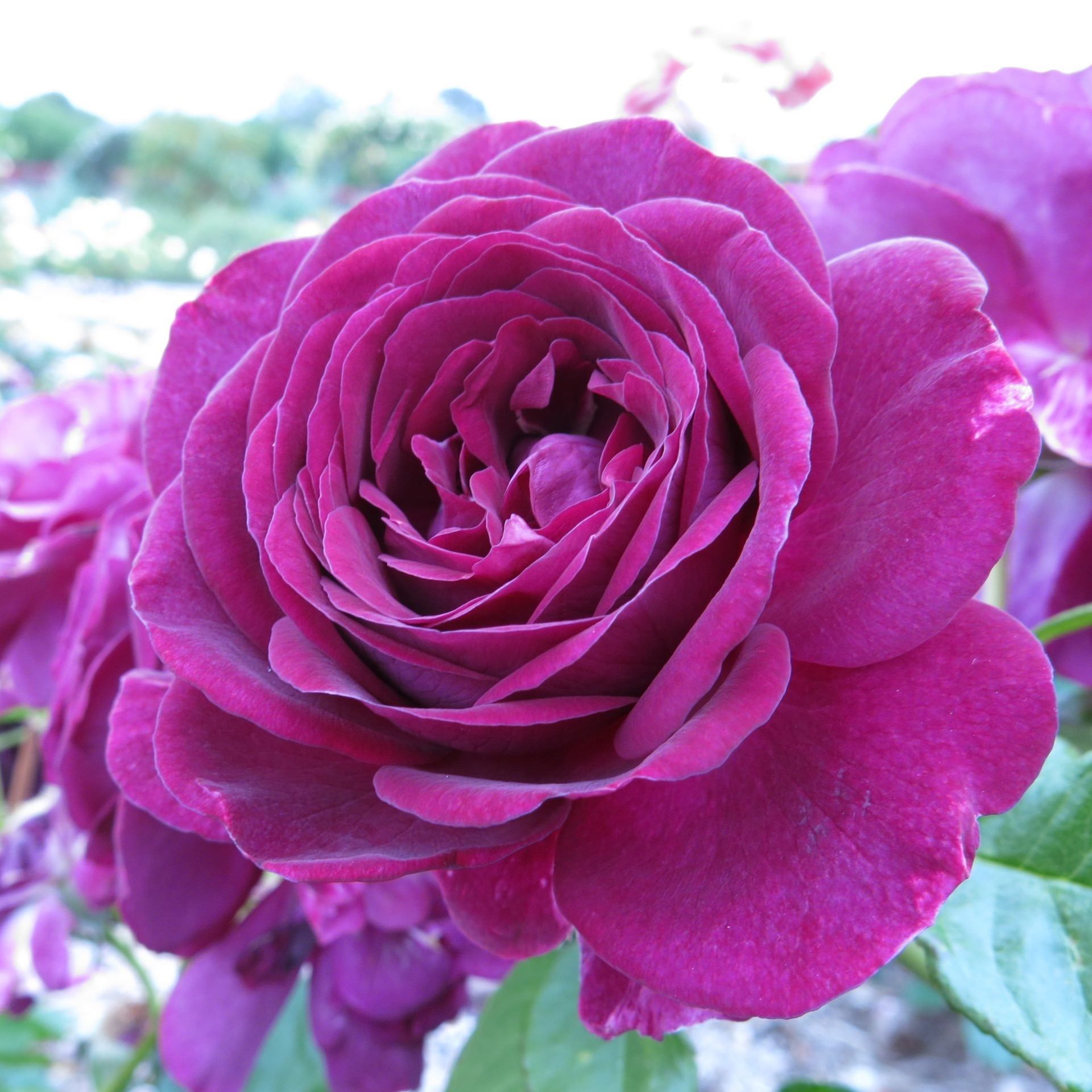 Роза флорибунда Твайлайт Зоун С7/С10