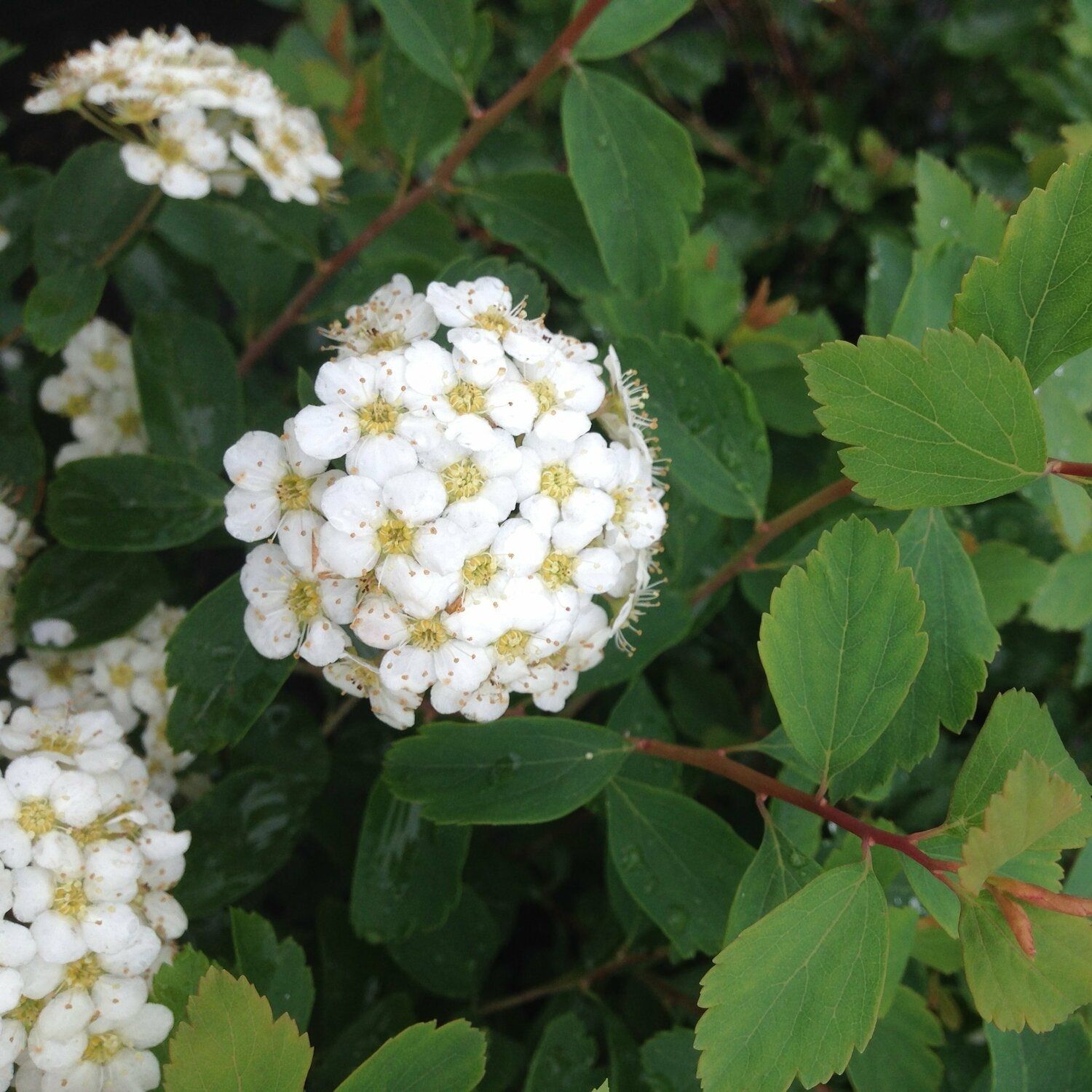 Спирея Вангутта P9