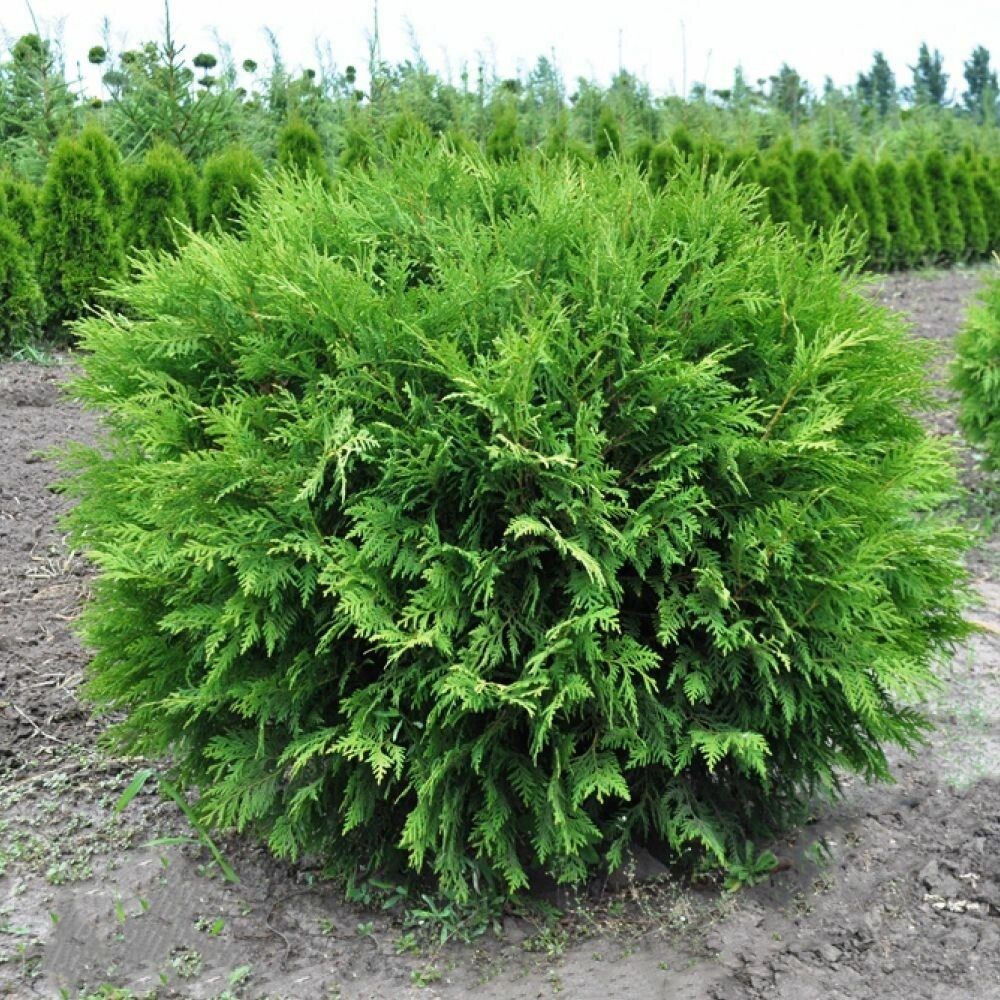 Туя западная Вудварди (Woodwardii) шаровидная