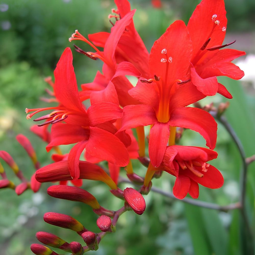 Крокосмия Люцифер 8-10 6 шт