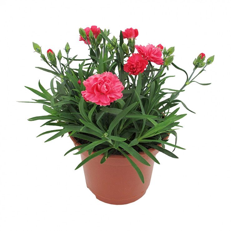 Гвоздика микс d11 см h20 см