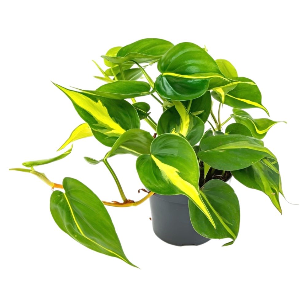 Филодендрон Сканденс Бразил d12 см