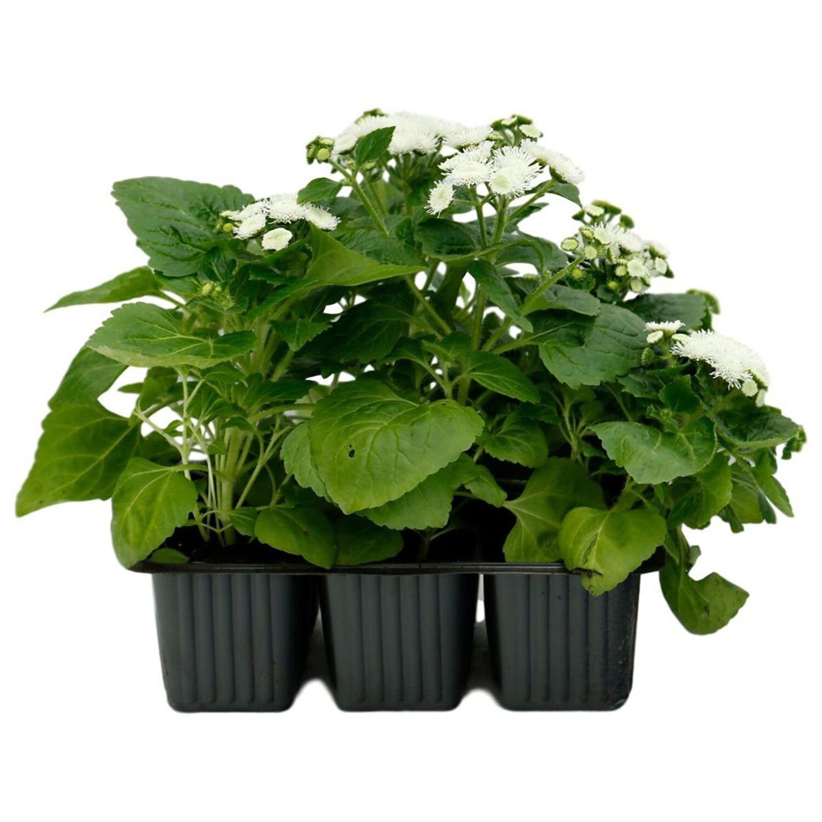 Рассада Агератум смесь 6 шт