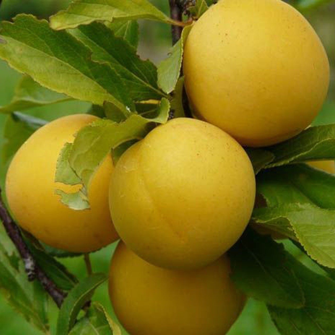 Слива русская Алыча Мара V7