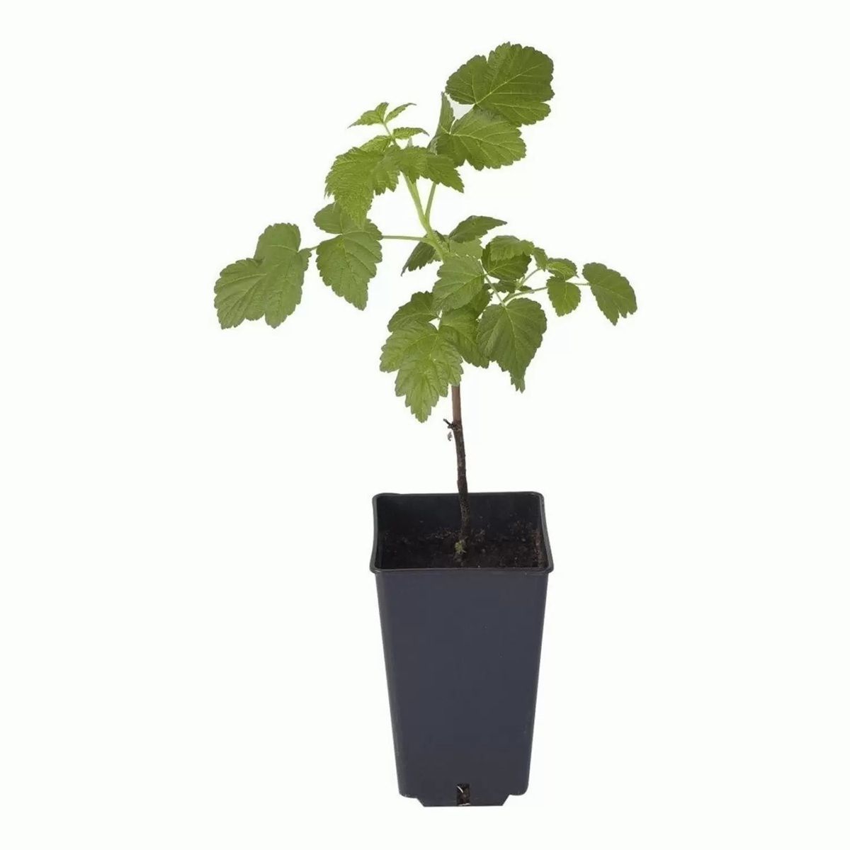 Малина ремонтантная С2