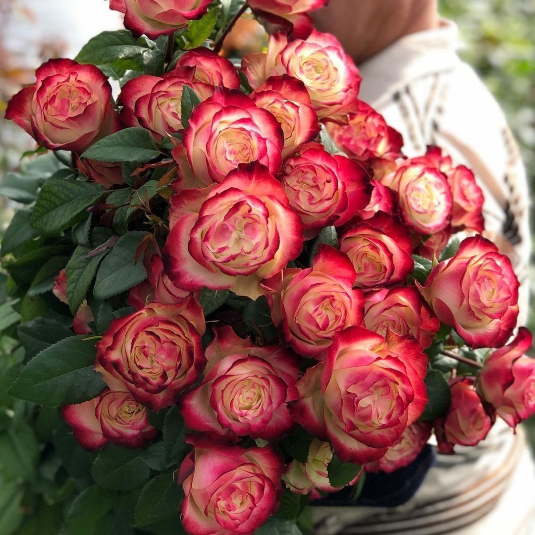 Роза чайно-гибридная Эпл Джек С7/С10