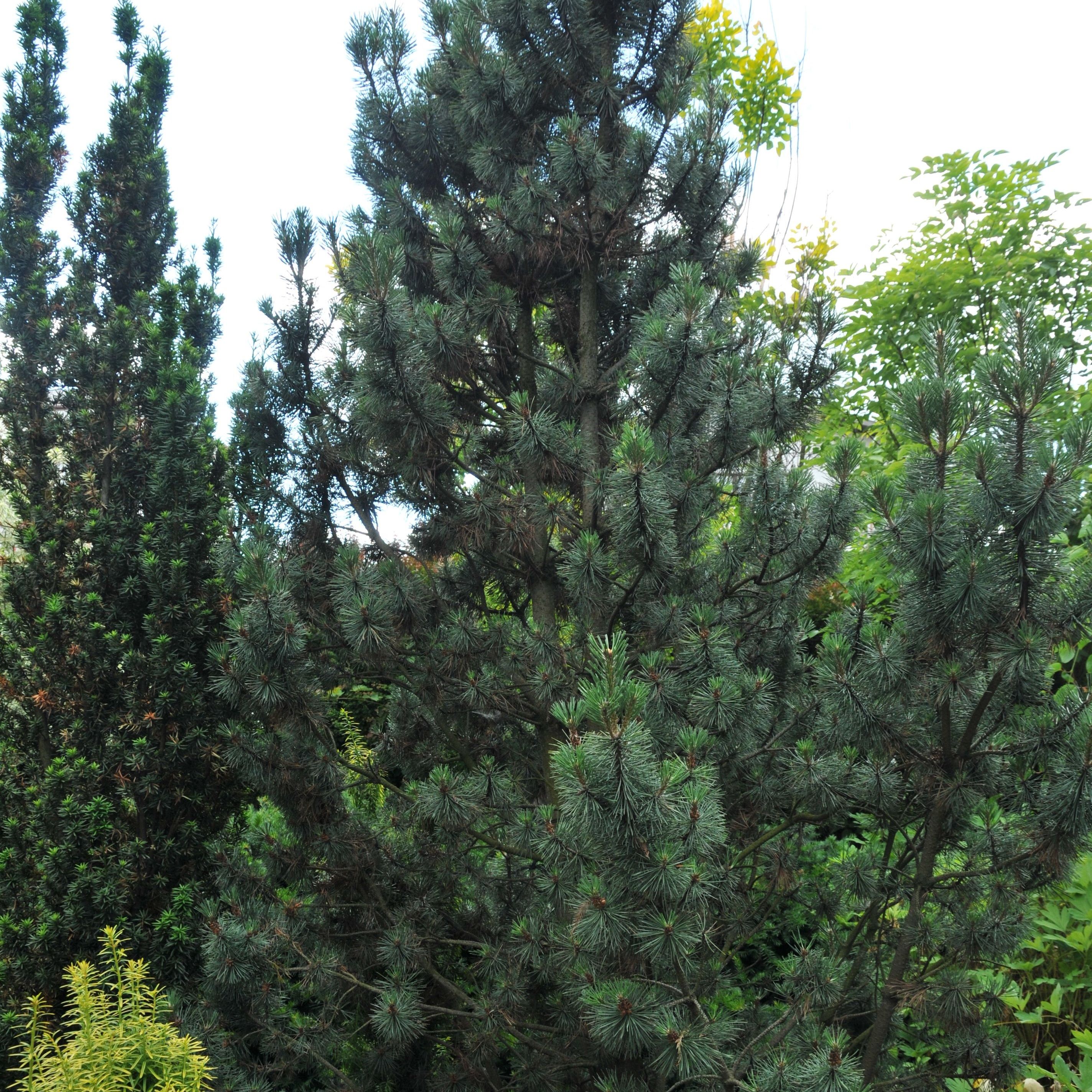 Сосна горная Колумнарис V2