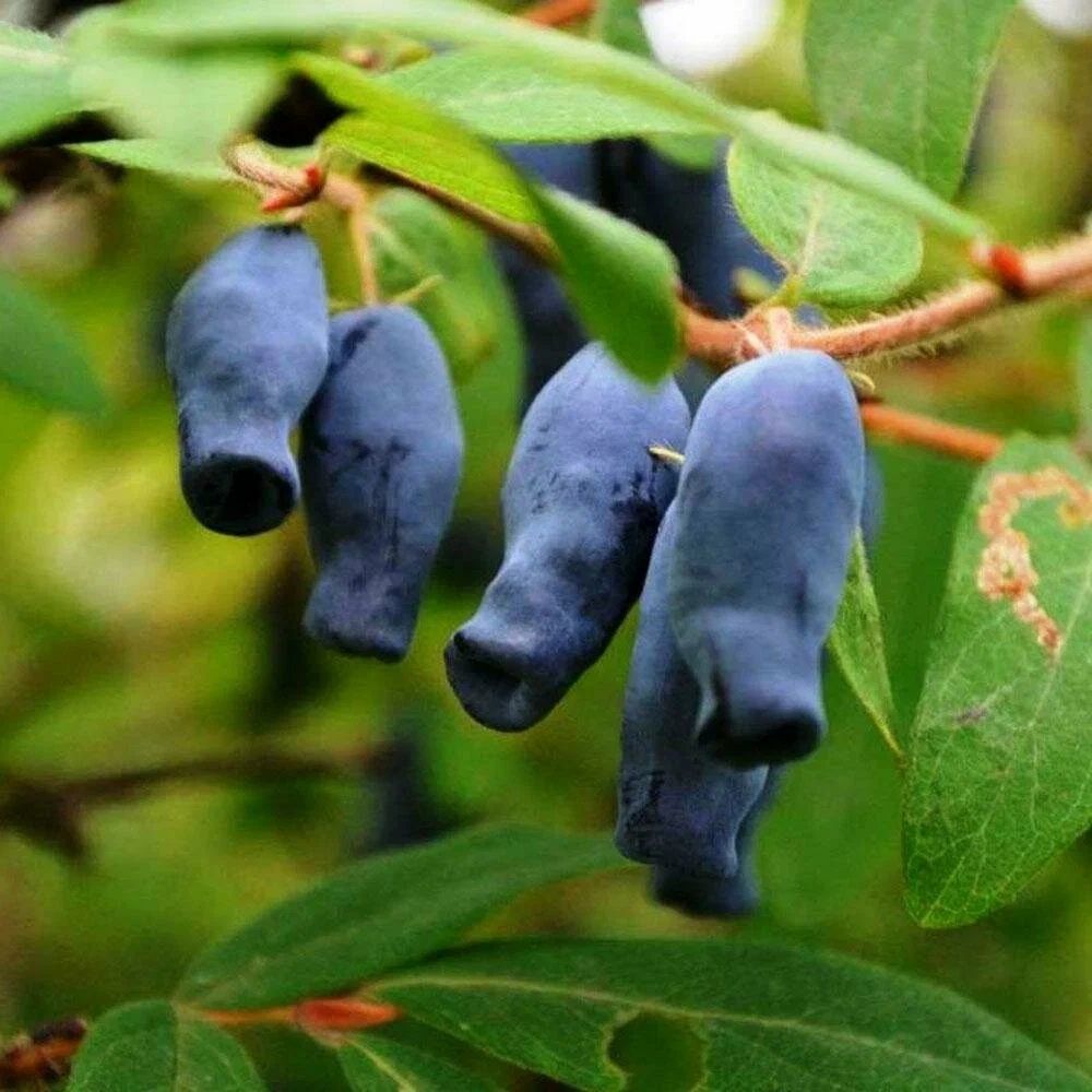 Жимолость в ассортименте С2