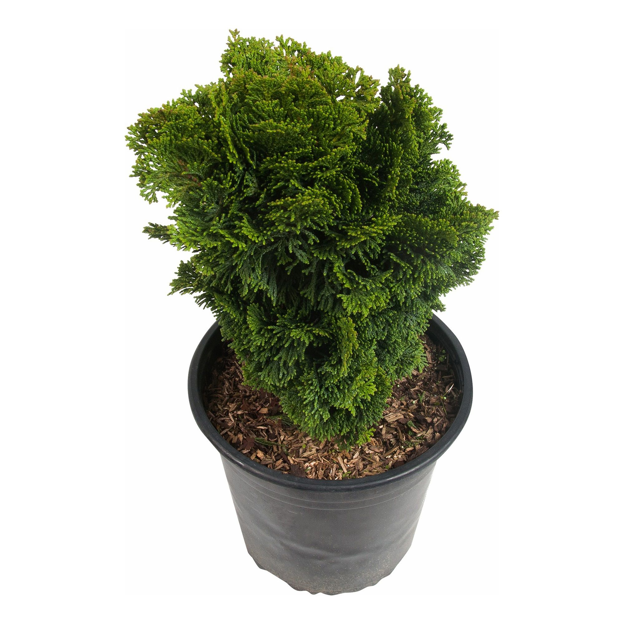 Кипарисовик туполистный Нана Грацилис V5