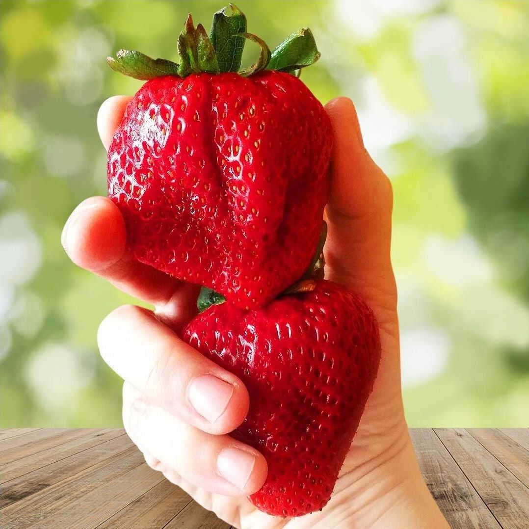 Рассада Земляника садовая Вима Ксима 6 шт