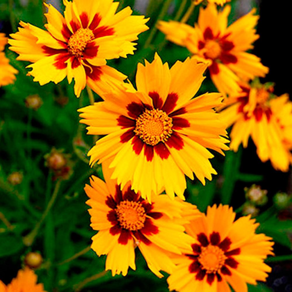 Кореопсис ланцетовидный Потеха (ЦВ) ("M) 0,1гр