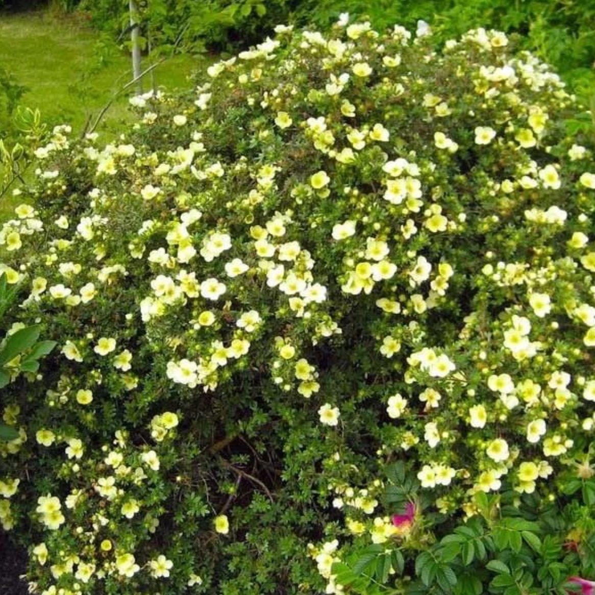 Лапчатка кустарниковая Примроуз Бьюти V2 Lav