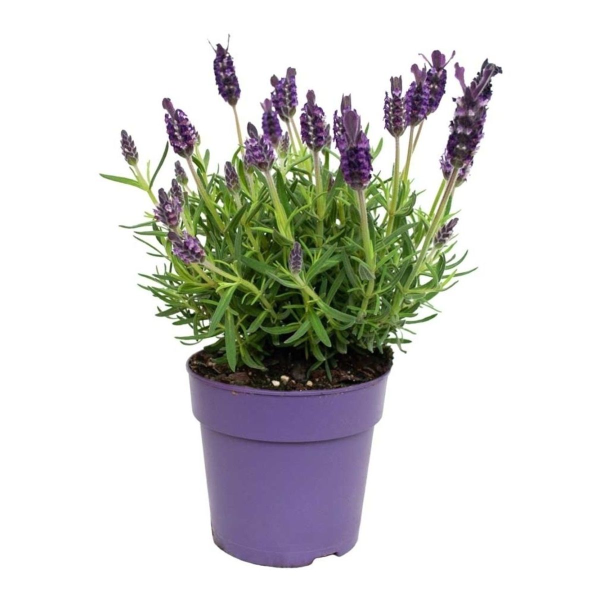 Лаванда d11 см h20 см