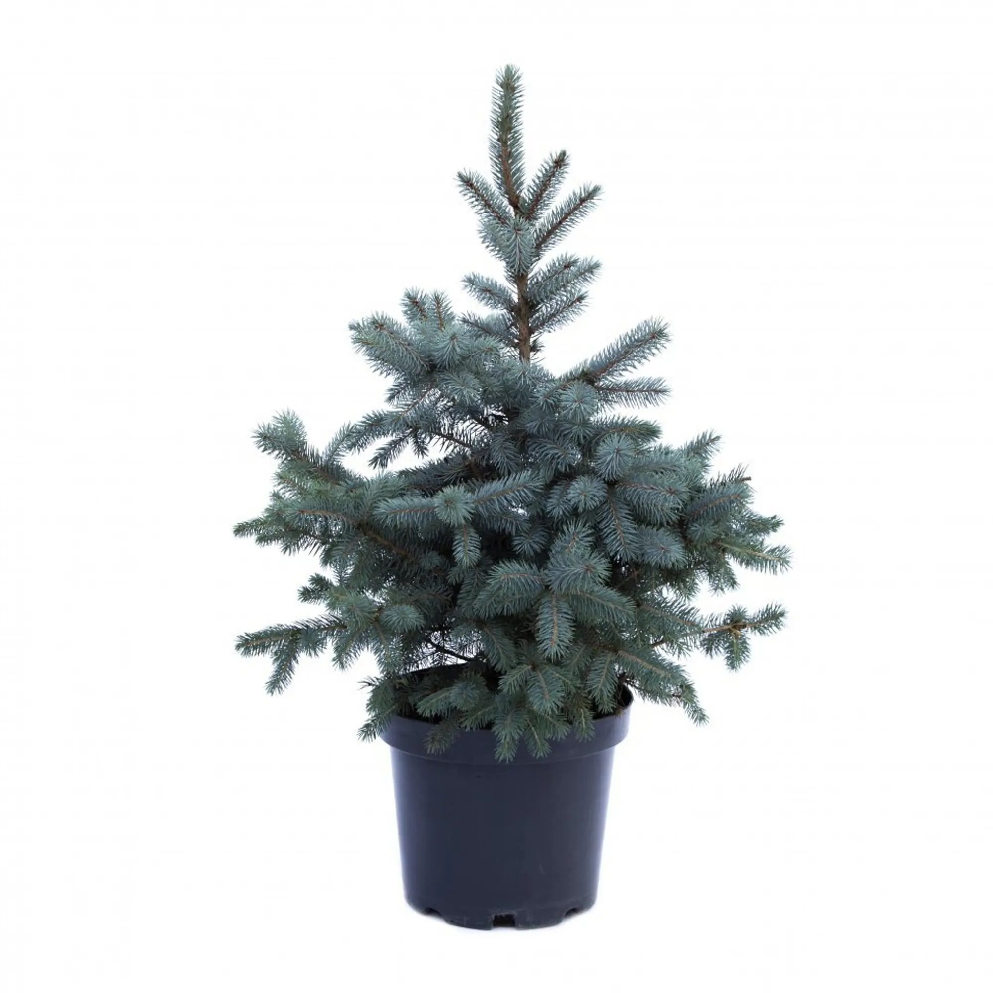 Ель колючая Роял Блю V2 Lav