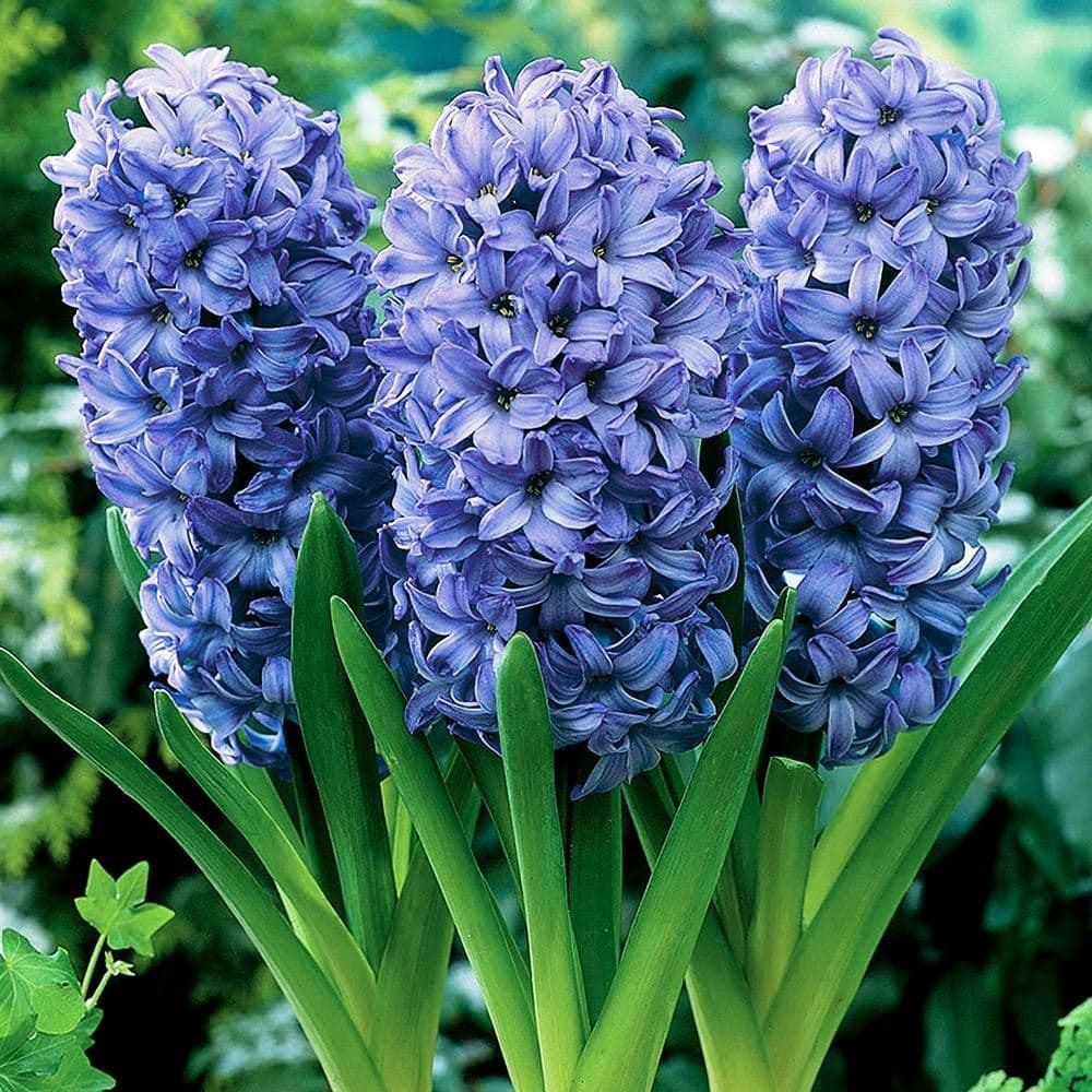 Гиацинт садовый Дельфт Блю 15-16 2 шт