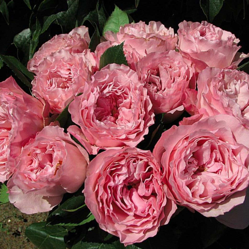 Роза чайно-гибридная Майра V5 Lav